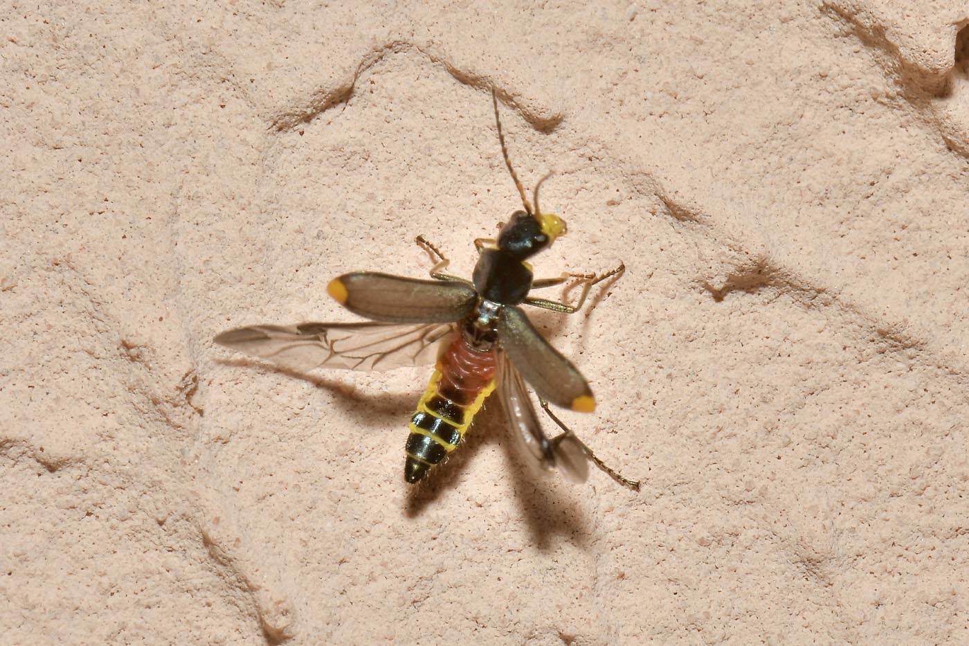 Malachiidae: Clanoptilus emarginatus, femmina